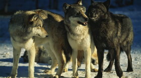 Three Druid wolves in Yellowstone's beautiful Lamar Valley.