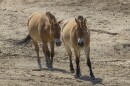 Kurt—the world’s first successfully cloned Przewalski’s horse—is thriving at his home at the San Diego Zoo Safari Park and learning the language of being a wild horse from Holly, a young female of his own species on Sep. 15, 2022. 