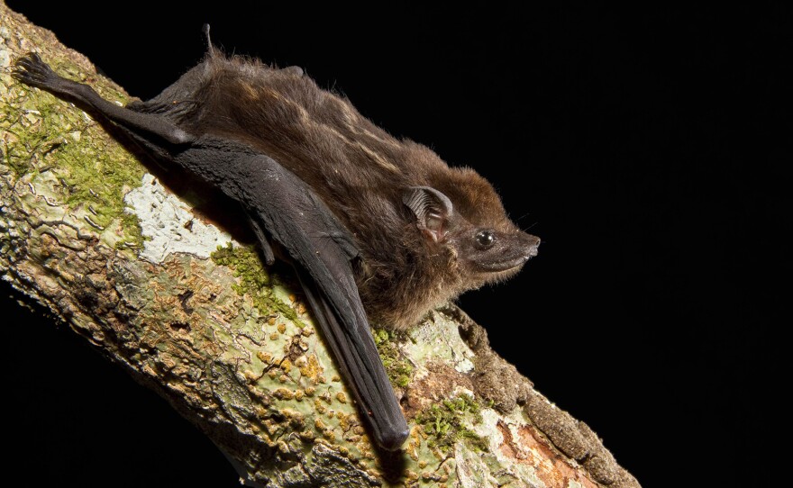 After listening to hours of bat pups in the wild, scientists have identified eight characteristics of babbling that are shared by human babies and the greater sac-winged bat.