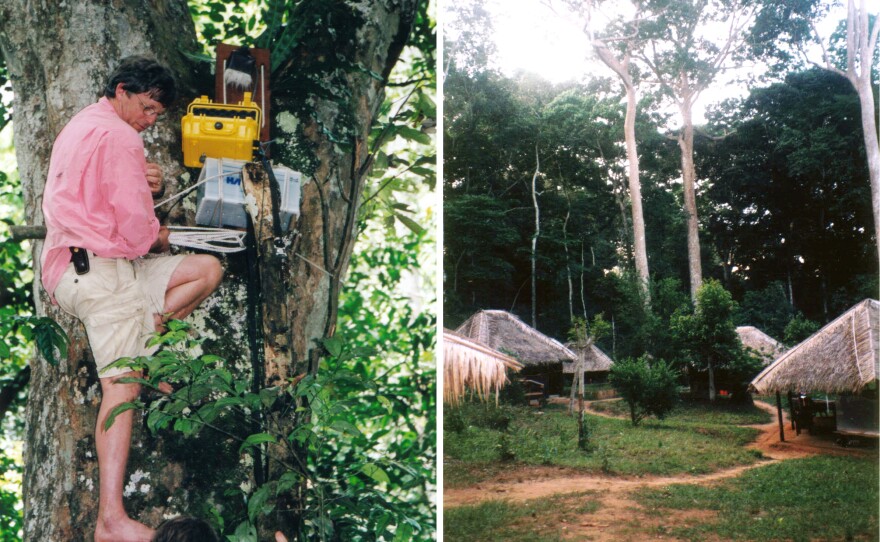 (Left to right) Christopher Clark installed audio equipment in a tree, high enough so that the elephants couldn't smash them; the research team's camp.