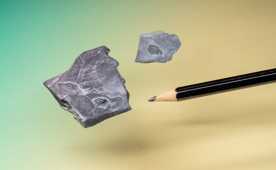 These tiny trilobite fossils from Utah are smaller than a centimeter.