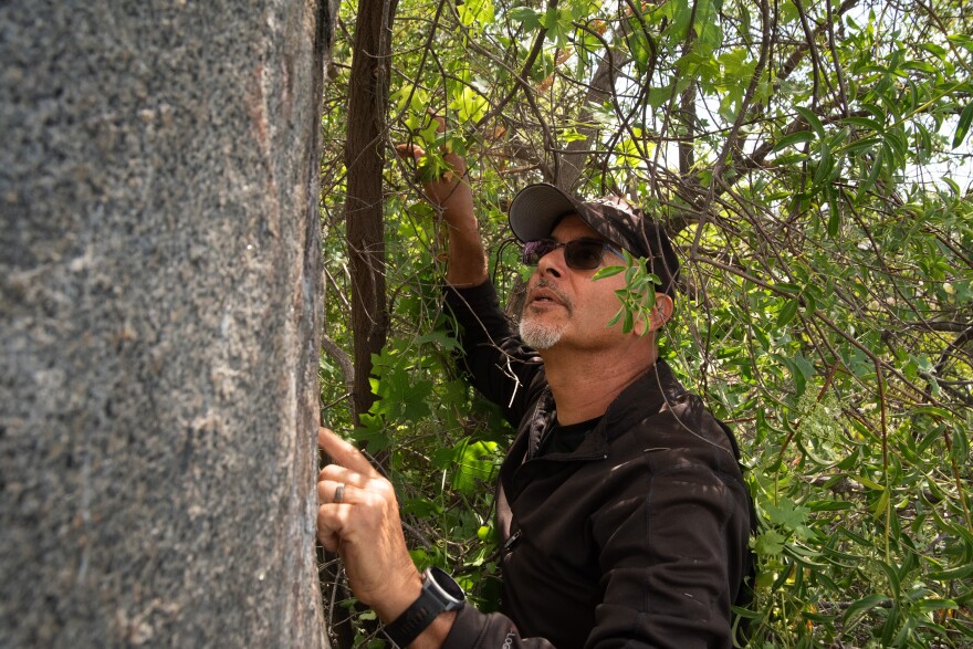 Michael Cerda, a member of the San Luis Rey Band of Mission Indians, looks at the ancient drawings on Indian Rock. April 28, 2025