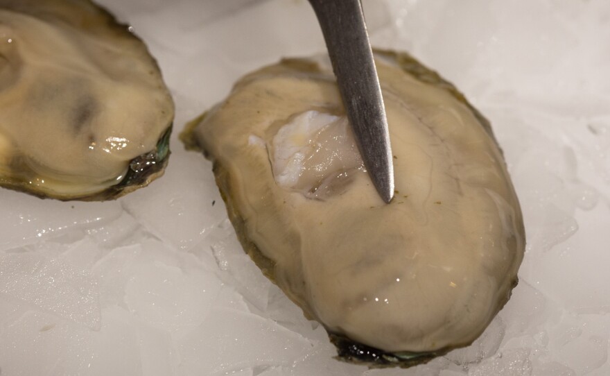 George Hastings points out specks of grit on a newly opened oyster.