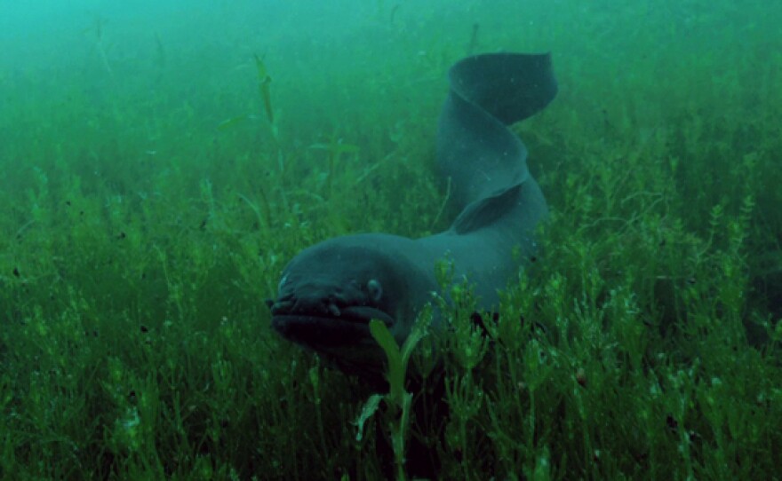 Long fin eel in New Zealand.