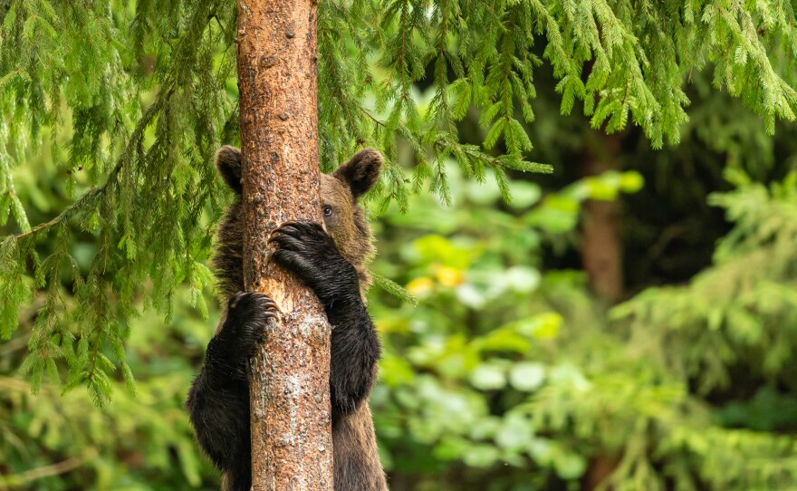<em>Peekaboo</em> in Romania.