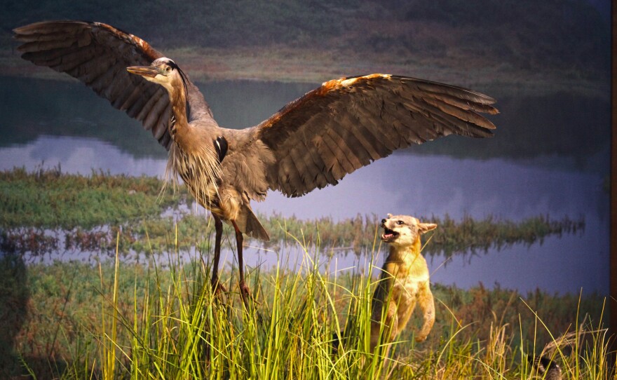 A great blue heron takes flight to escape a gray fox in a recreation of a coastal lagoon in the exhibition Coast to Cactus in Southern California.