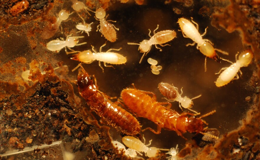 The male Asian subterranean termite (brown abdomen) and the female Formosan subterranean termite (orange abdomen) are surrounded by their hybrid offspring (eggs, larvae, workers, soldiers) in an 8-month-old colony.