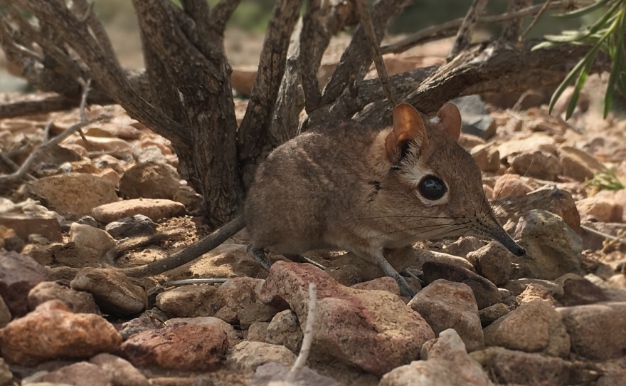 Researchers have spotted the Somali sengi, a relative of aardvarks and elephants, in Djibouti.