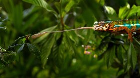 This two-part series takes an innovative look inside the bio-mechanics of animals using the latest state-of-the-art imaging technologies. The chameleon (pictured) uses its fast, telescoping tongue to catch an insect meal.