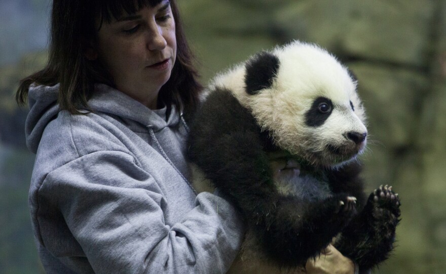 Giant panda biologist Laurie Thompson holds giant panda cub Bei Bei at the Smithsonian National Zoological Park, Wednesday, Dec. 16, 2015 in Washington, D.C.