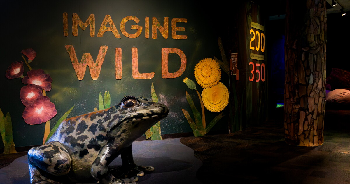 Experience 'Imagine Wild' at Birch Aquarium!