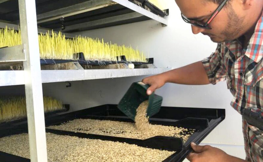 Jose Quiñonez says every day, 2,400 pounds of sprouts are fed to about 1,100 sheep.
