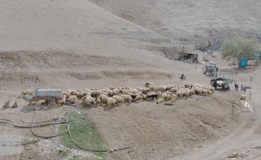 Palestinian Bedouin shepherds rest with their sheep in the desert hills close to the Dead Sea in the Israeli-occupied West Bank on Nov. 5.