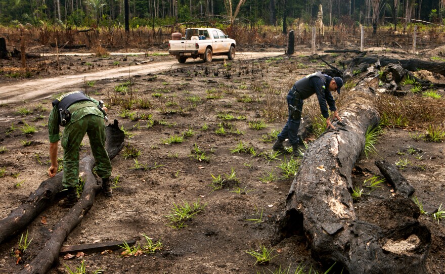The team checks trees that have been cut down and burned.