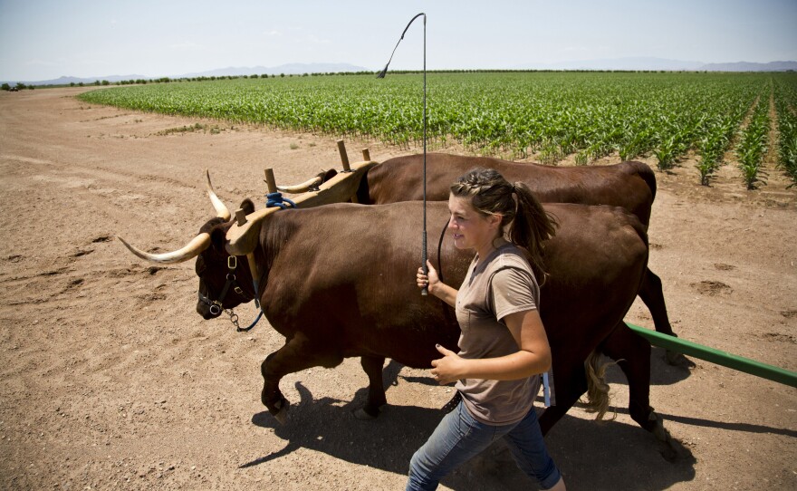 Anderkin walks Ike and Earl, two brown oxen who are part of Buffett's plan to figure out how to better fight hunger.