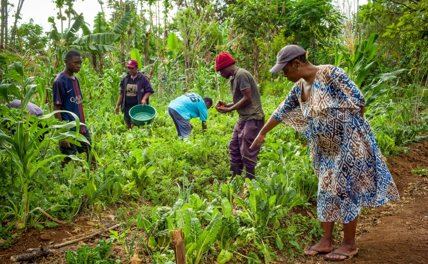 Kanangwa Newlove (right), the founder of Loctaguna Organics, and her team harvest organic vegetables. She also makes fertilizer known as bokashi.