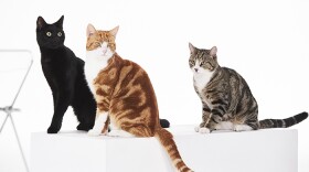 Three cats sat together at Kennington Film Studios, London.