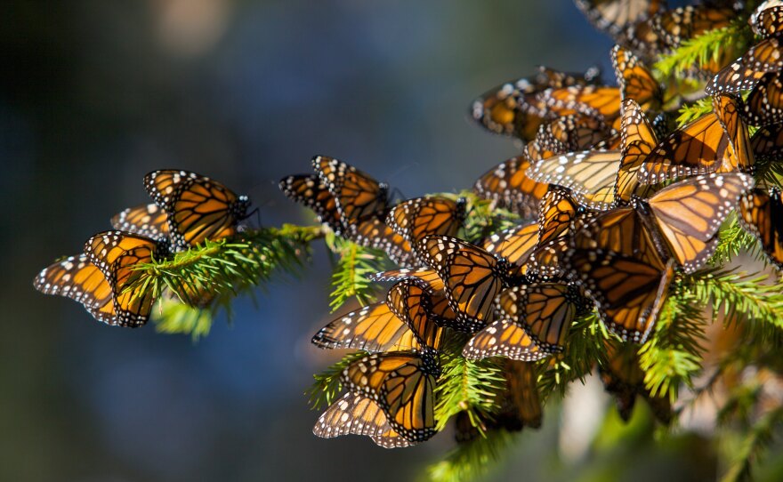 Monarch butterflies mass on a tree branch in the Cerro Chincua mountain at the Monarch Butterfly Biosphere Reserve in Cerro Chincua, central Mexico.