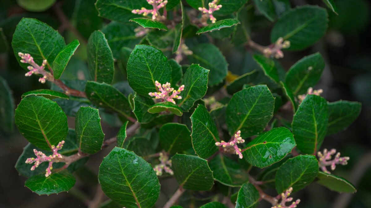 San Diego plants act like it's spring again after August drenching - Vimarsana News