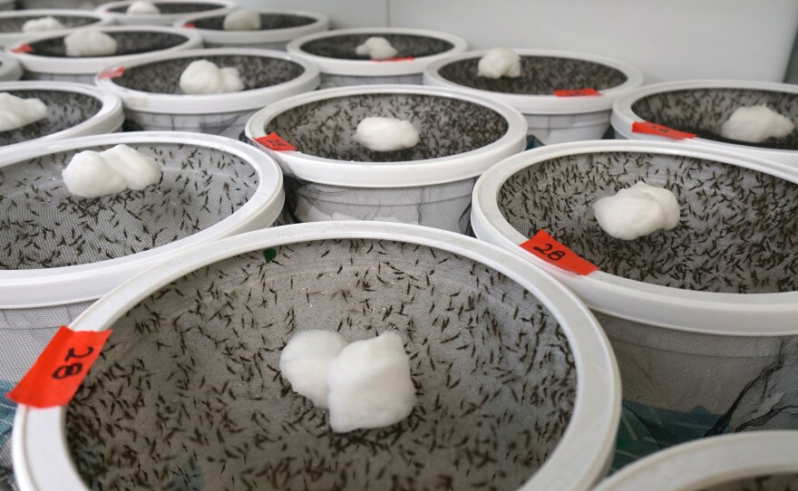 The "insectary" has rooms filled with buckets of mosquitoes. Some are infected with malaria and others with dengue. The mosquitoes shown here are not carrying illnesses that could be transmitted to people.