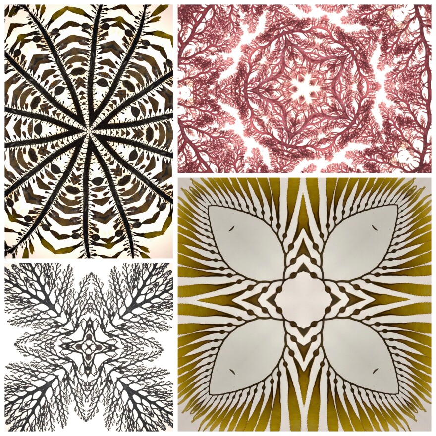 Adi Khen, graduate student associated with the Scripps Institution of Oceanography at UC San Diego, Smith Lab, won the 2022 Judges’ Award for Graduate Student Category. Her submission was Seaweed Kaleidoscopes described as "This image was created using pressings of common seaweed species found in San Diego, including feather boa kelp."