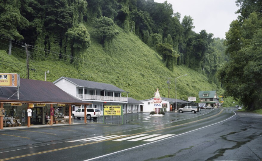 Kudzu lines a sleepy roadside in Cherokee, N.C., 2009.