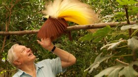 56 years after his first encounter with a bird of paradise in the wild, David Attenborough gets a close up view of one at Al Wabra Wildlife Preservation in Qatar.
