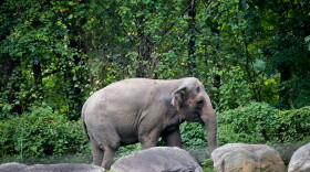 Bronx Zoo elephant "Happy" strolls inside the zoo's Asia Habitat in New York, Oct. 2, 2018.
