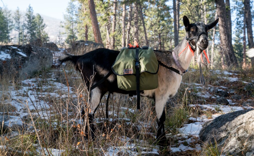 Bannack is a 2-year-old Alpine goat bred to haul loads into and out of the backcountry. National forests are formalizing pack goat regulations as they revise their forest plans.
