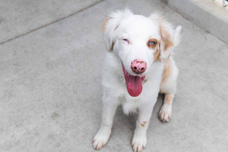 A dog from a San Diego County animal shelter sits on the concrete on Oct. 16, 2024. Forty adults with special needs volunteer at the county shelter five days a week. They perform tasks such as laundry, making treats, walking the dogs, and helping them with socialization.