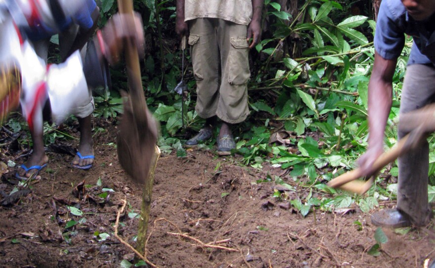 Relatives of Musu James dig a grave for her in the nearby jungle after neighbors objected to her being buried behind her house.