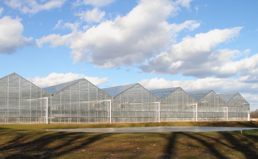 The BrightFarms greenhouse in Bucks County, Pa. supplies produce to a chain of supermarkets in Pennsylvania and New Jersey.