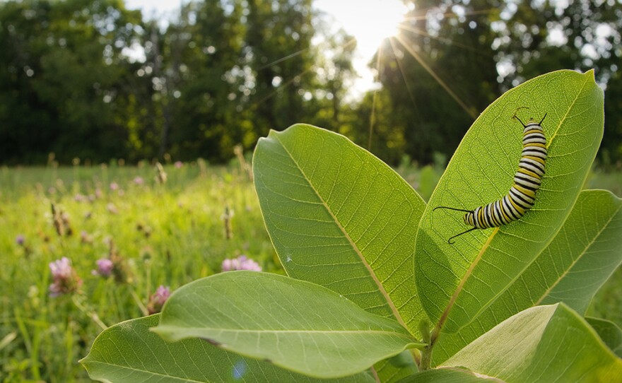 Monarch caterpillars feed exclusively on milkweed.