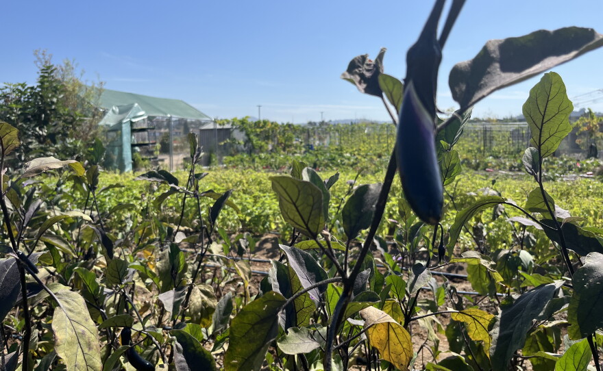 Eggplants grow at Make Farms, Aug. 21, 2026.