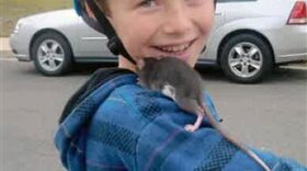This undated photo released by Gomez Trial Attorneys courtesy the Pankey family, shows Aidan Pankey and one of his pet rats. Lawyers representing the Pankey family have filed a lawsuit against Petco Animal Supplies Inc., saying Aidan died from rat-bite fever contracted from a male rat purchased at one of the national chain's stores. 