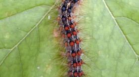 A healthy gypsy moth caterpillar on a leaf. Outbreaks of gypsy moths damage roughly 1 million acres of forest in the U.S. each year.