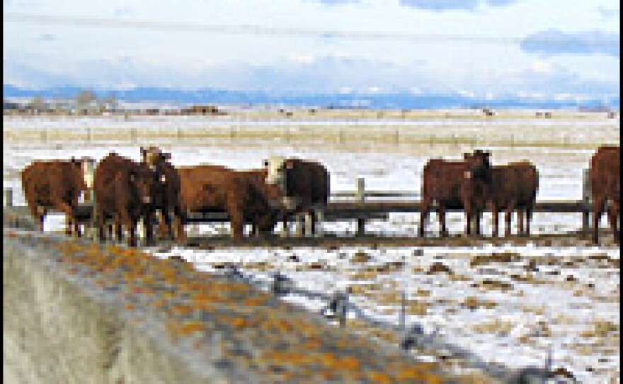Alberta cattle, with part of the Rocky Mountain range in the distance.