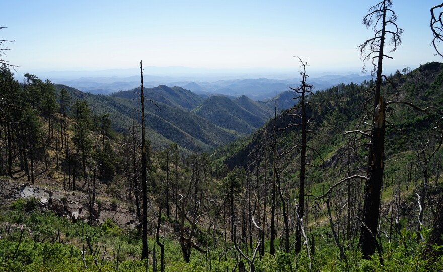 Fire damage in the Gila National Forest. Lookouts serve as eyes and as a communication link for fire crews working in the region's rugged terrain.