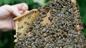 Groups are calling on the Environmental Protection Agency to stop the use of pesticides that are killing bees.