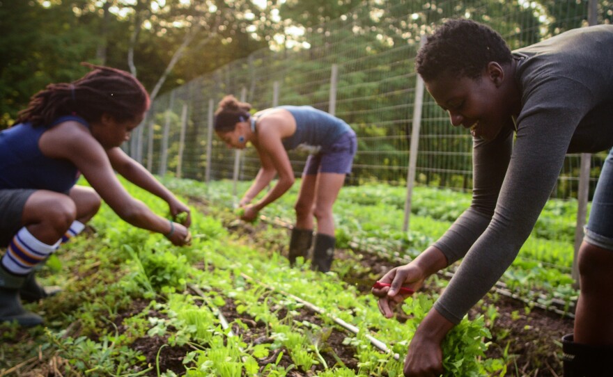 Farmers pick crops at Soul Fire Farm in New York state. It's run by Leah Penniman, a farmer and activist working to diversify the farming community and reconnect people to their food.