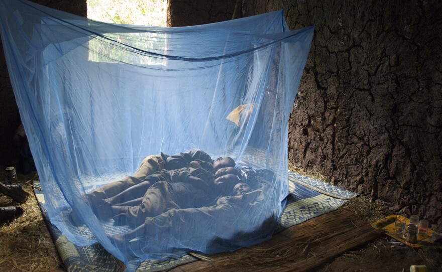 The four children of Ethiopian farmer Mamo Tesfaye sleep under insecticide-treated bed nets to prevent bites from malaria-infected mosquitoes.