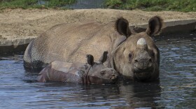 A 4-week-old greater one-horned rhino and her mother explore the Asian Plains exhibit at San Diego Zoo Safari Park, Sept. 8, 2014.