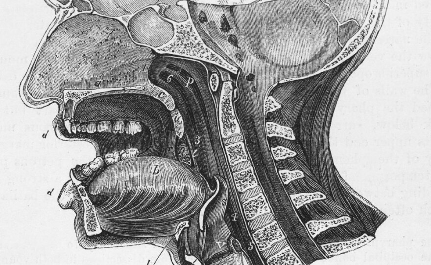 As humans evolved, our throats got longer and our mouths got smaller -- physiological changes that enabled us to effectively shape and control sound.  According to fossils, the first humans who had an anatomy capable of speech patterns appeared about 50,000 years ago.