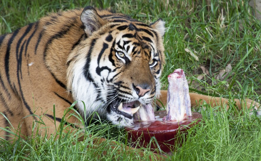 Tigers are given frozen "bloodsicles" on hot days at the Smithsonian's National Zoo in Washington, D.C.