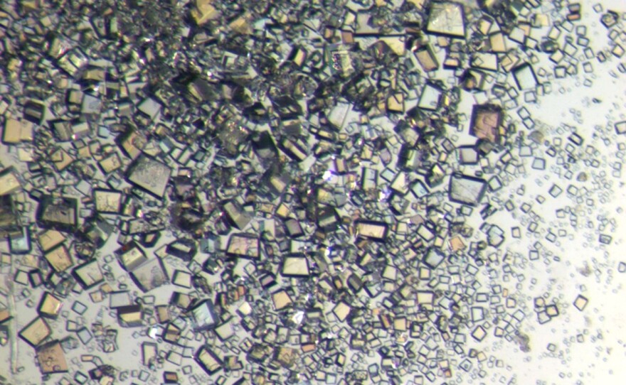 The nutrient-rich milk crystals of the Pacific beetle cockroach are prettier than they sound.