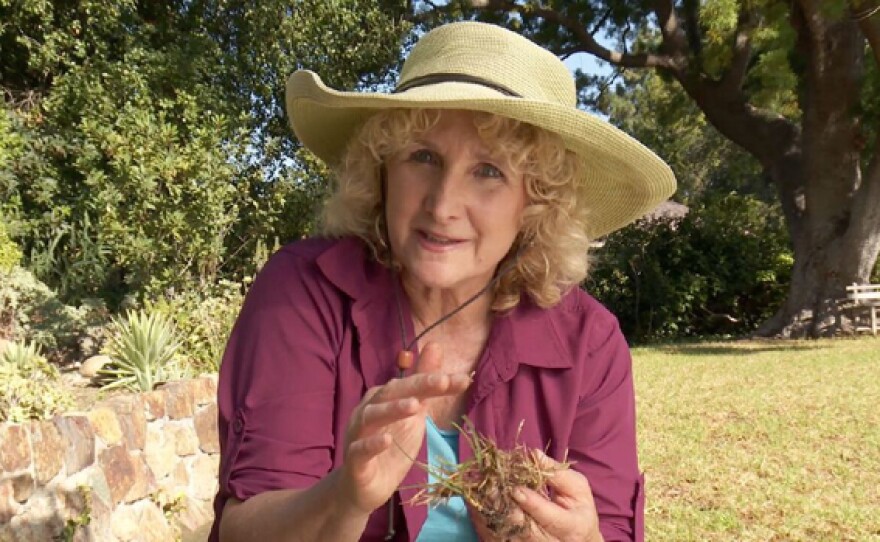 Host Nan Sterman visits several home gardens, each of which uses a different method to kill and/or remove their lawns, with the intent of replacing each with a waterwise landscape.