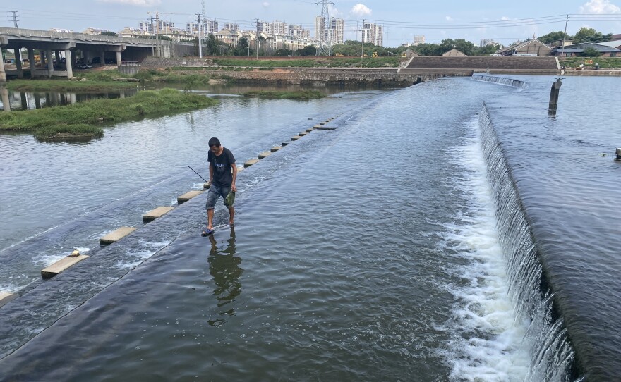 A man walks on a weir across Baisha Creek. Several years ago, work began to restore wetlands here in Jinhua.