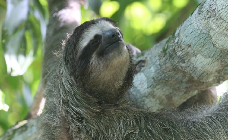 An adult sloth hangs high in the canopy, Panama.