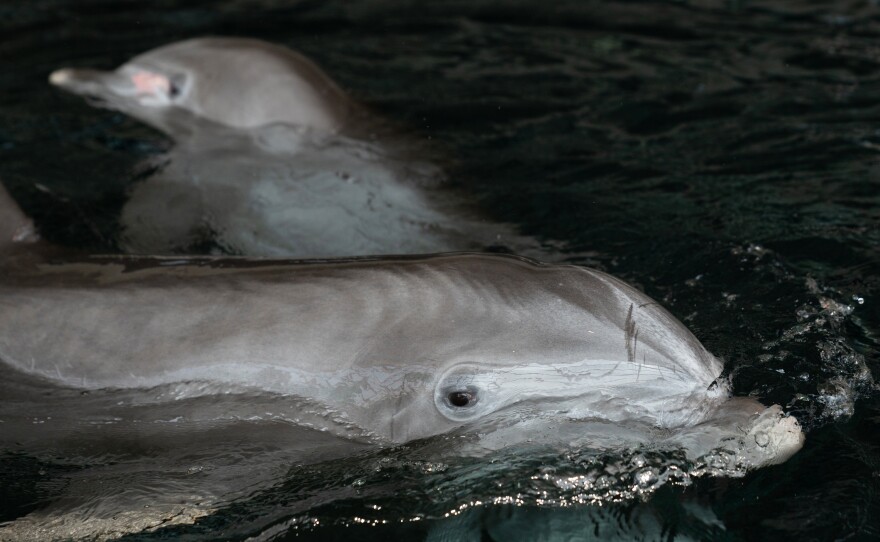 The dolphins at the National Aquarium are being prepped for release into a sanctuary. But things like fierce storms and algal blooms have made it harder for aquarium officials to find a permanent home.