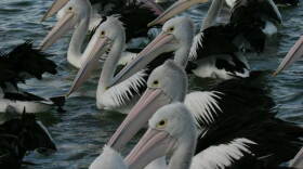 Australian pelicans fishing